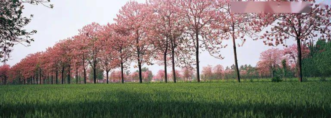 柘城天气，豫东平原上的四季风物诗