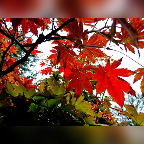 沈阳40天天气趋势，洞察气候变迁，规划生活出行