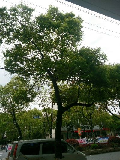 樟树天气预报，一棵树与一座城的呼吸