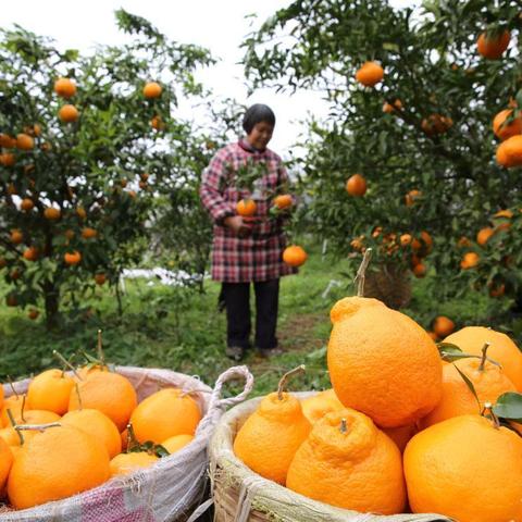 内江天气，一座城的呼吸与柔情