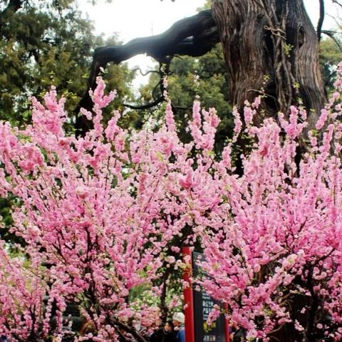 北京十一月，从秋色斑斓到冬雪初临