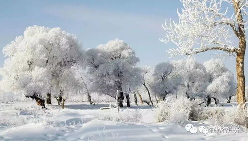哈尔滨的雪,是一场无声的仪式 哈尔滨的雪,是一场无声的仪式